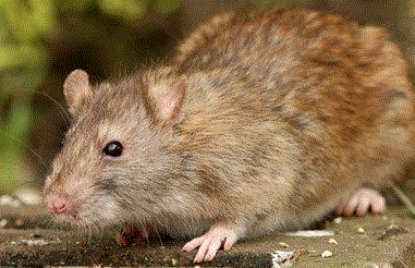 Rats