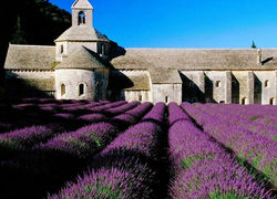 Abbaye de Sénanque
