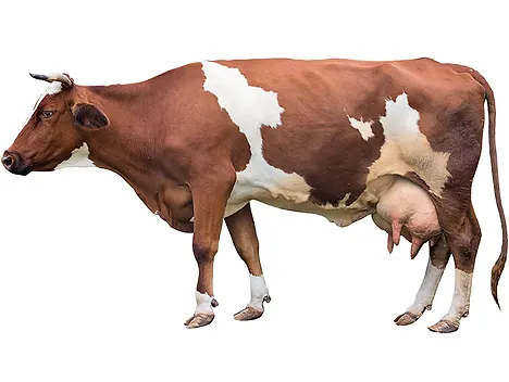 Veterinarske Storitve | Zamba Veterina | Celje | Sterilizacija | Kastracija