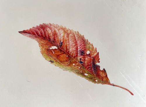 Autumn Leaf on vellum | diannesutherland