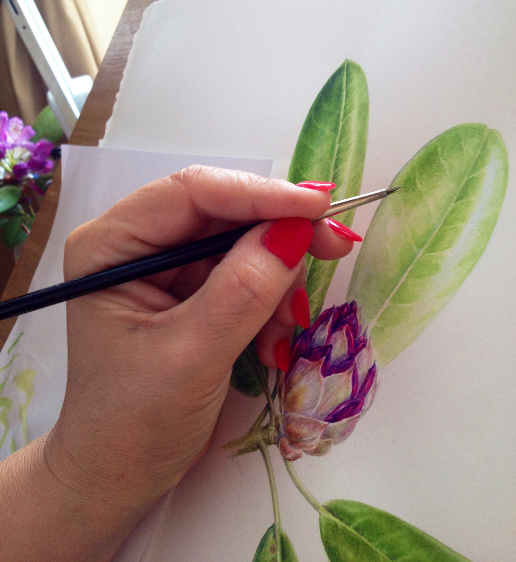Botanical Illustration Online Course Dianne Sutherland
