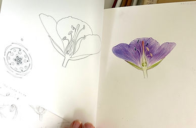 Floral diagrams and directions image of geranium