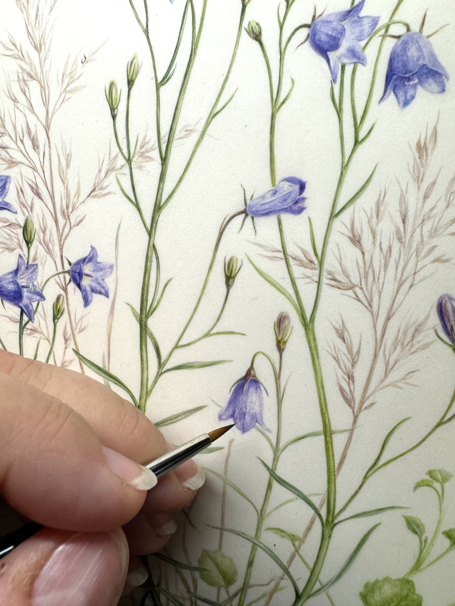 Thumbnail: Scottish Bluebells Campanula rotundifolia