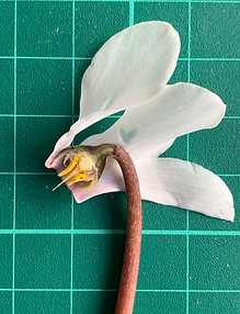 Dissection photograph of cyclamen
