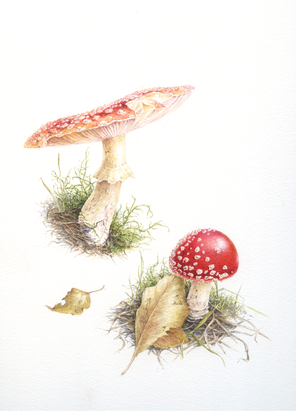 Amanita muscaria mushrooms