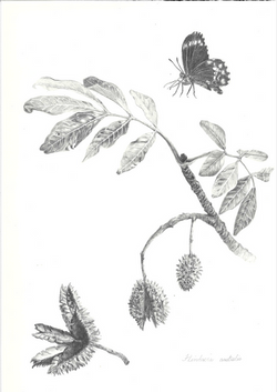 Keryn Klein, Crow's Ash