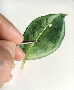 Camellia leaf wip