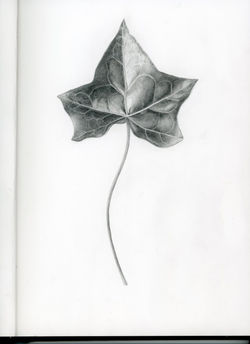 Angelat Stephens Hedera helix