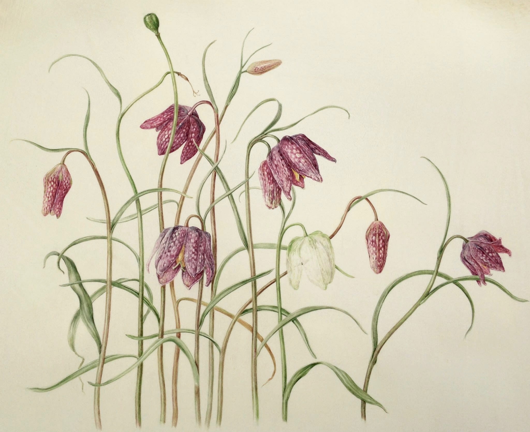 Dianne Sutherland Botanical Artist, UK