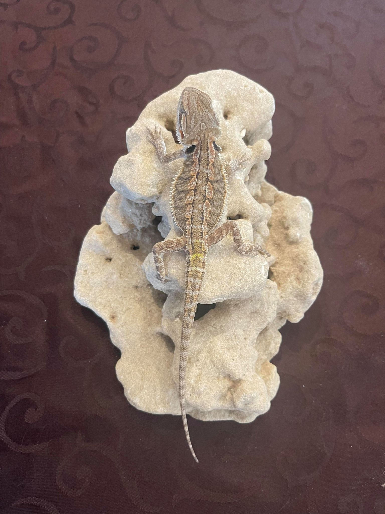 bearded dragon 2