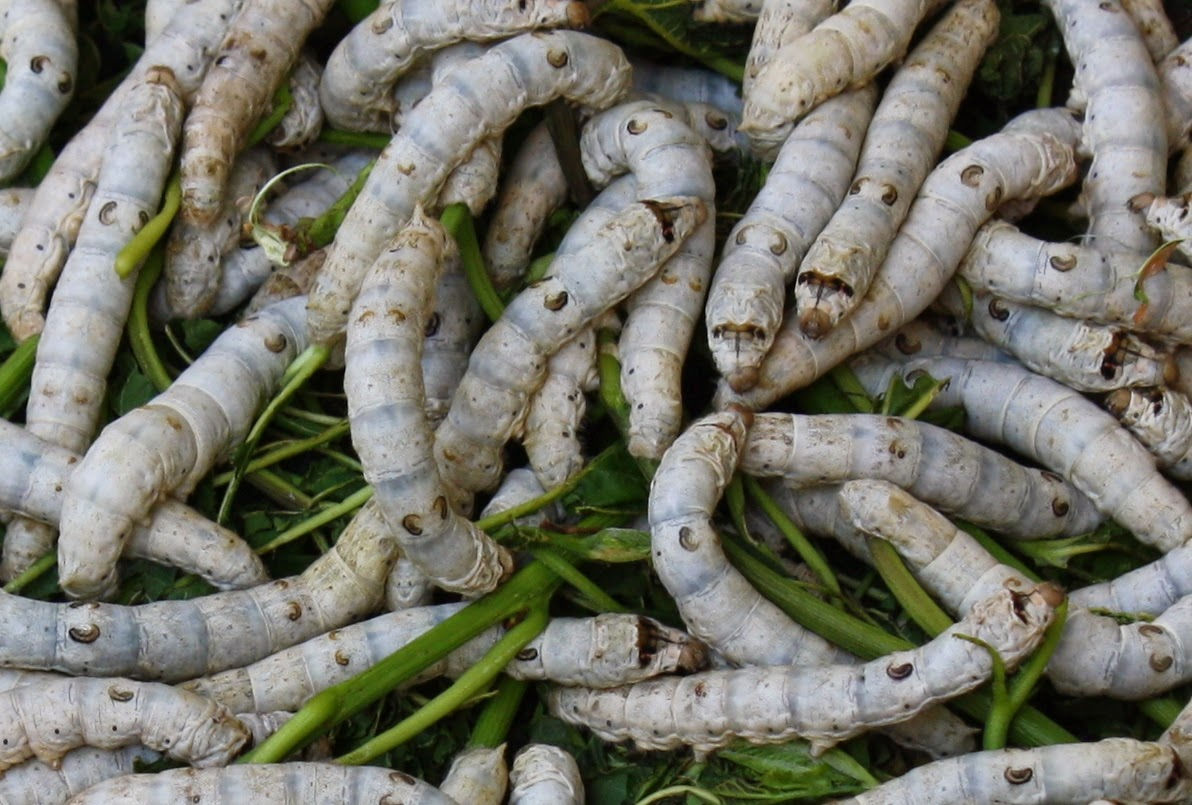 silkworm