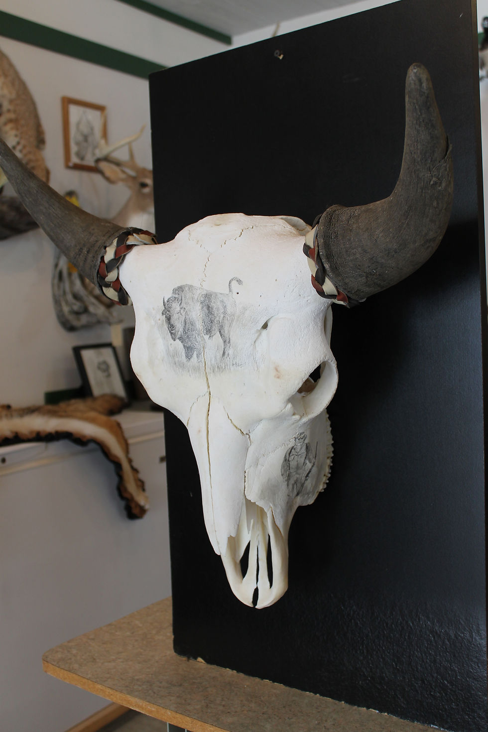 Buffalo Skull Side View