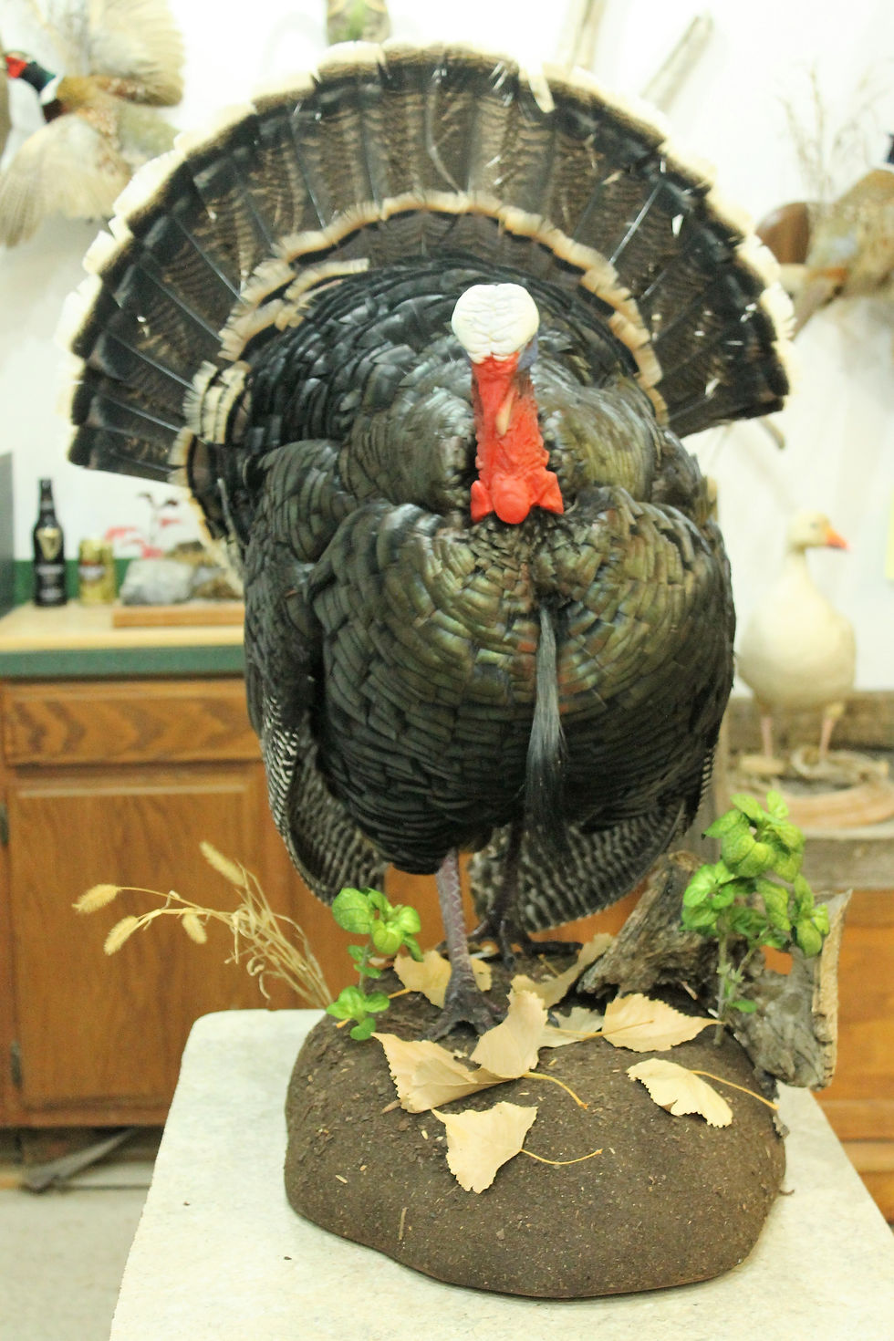 #05 Strutting Turkey
