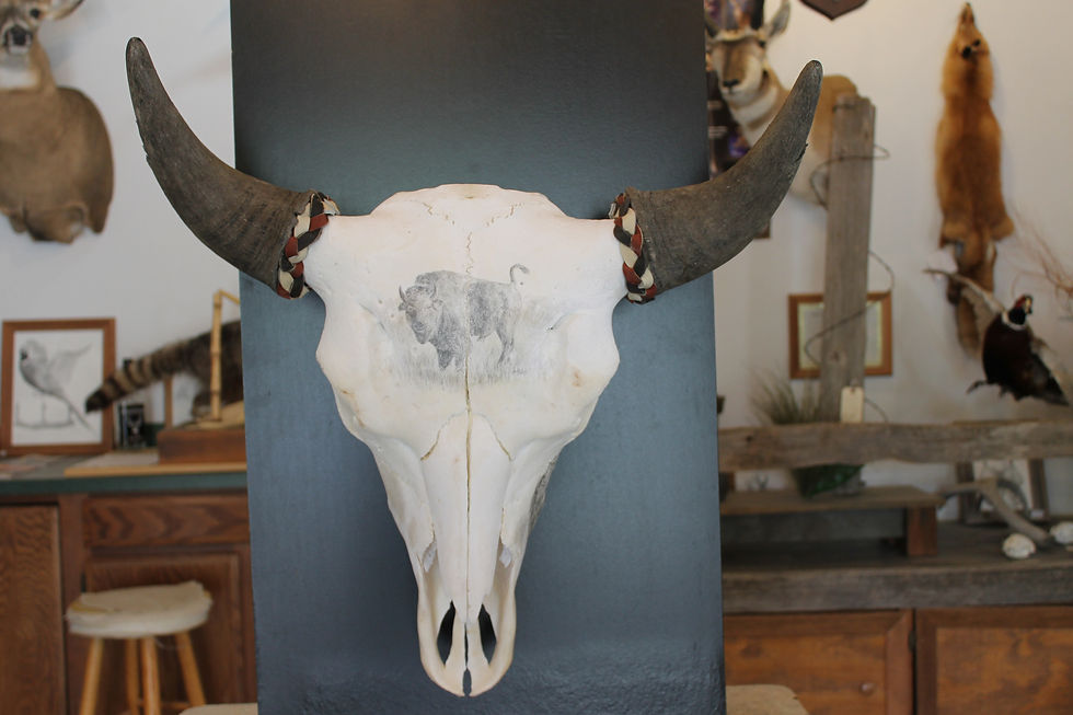 Buffalo Skull Drawing