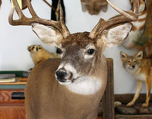 Whitetail Shoulder Mount #111