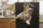 Pheasant Mount #29