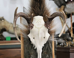 Partial Euro Deer