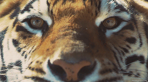 Staring Tiger.gif