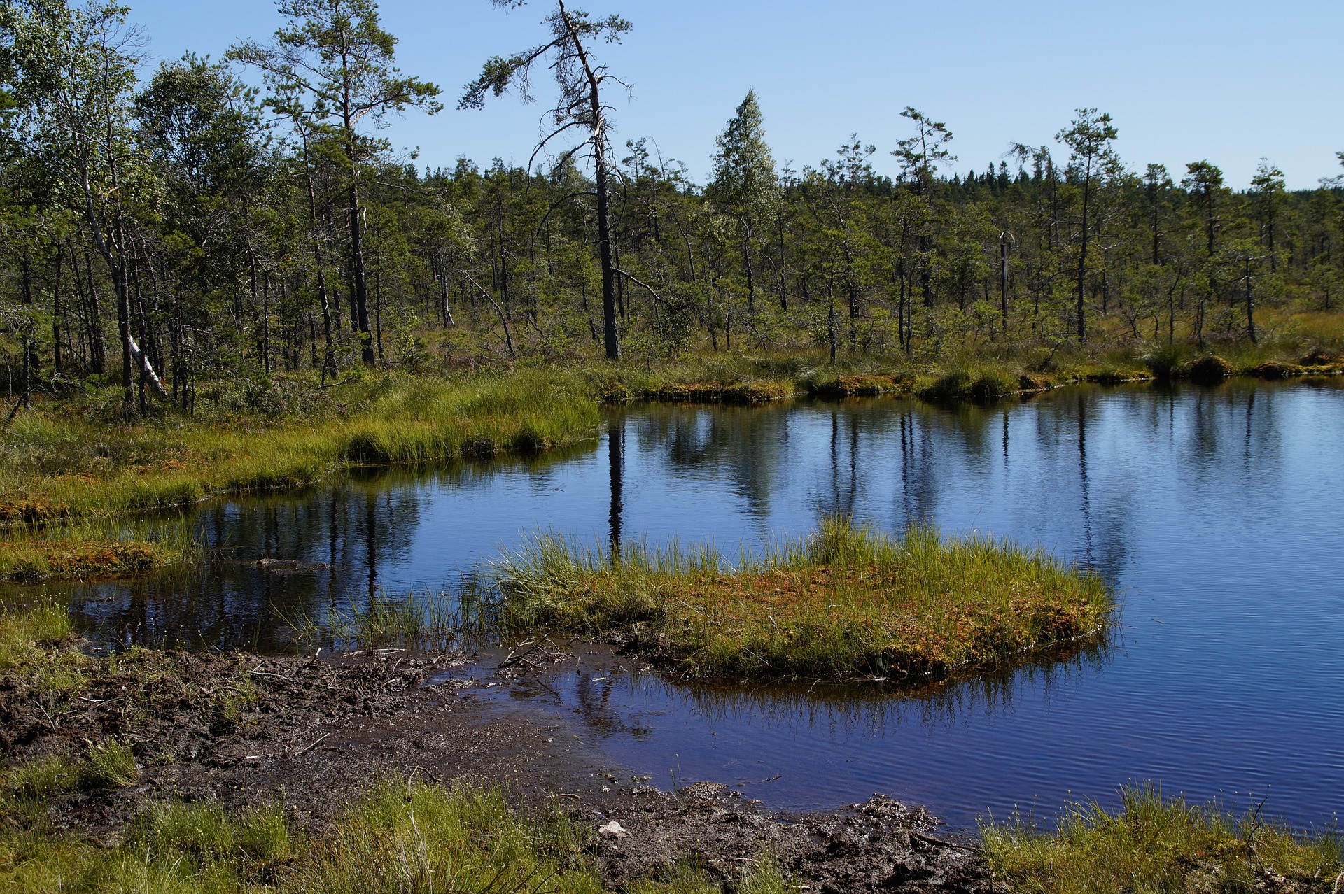 Wetland Creation