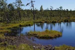 Wetland Creation
