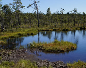 Wetland Creation