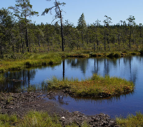 Wetland Creation