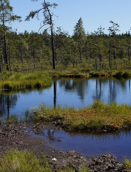 Wetland Creation