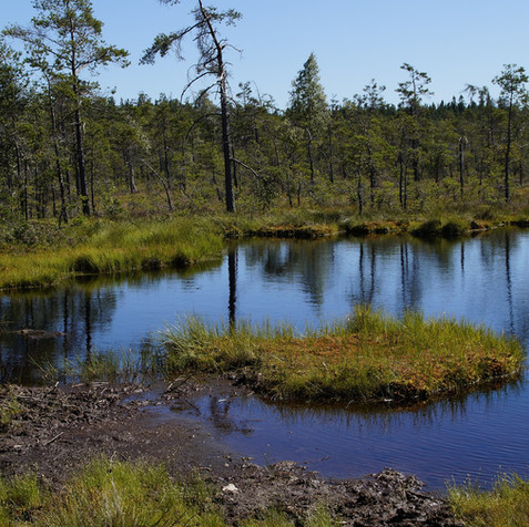 Wetland Creation