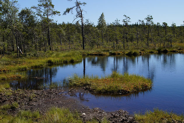 Wetland Creation
