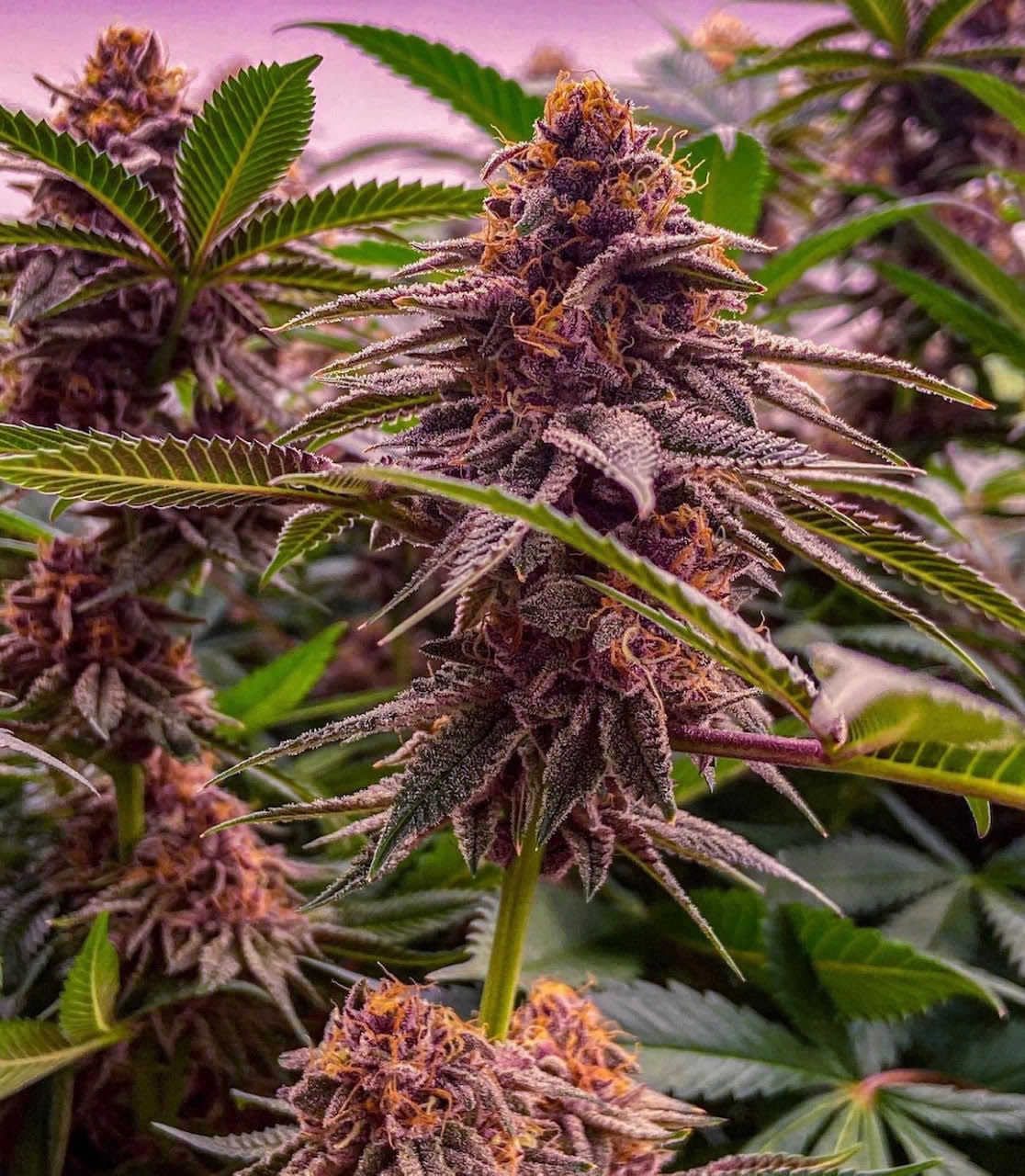 Chimera 3 x Dark Queen (relentless) Tester Pack 5 Fems