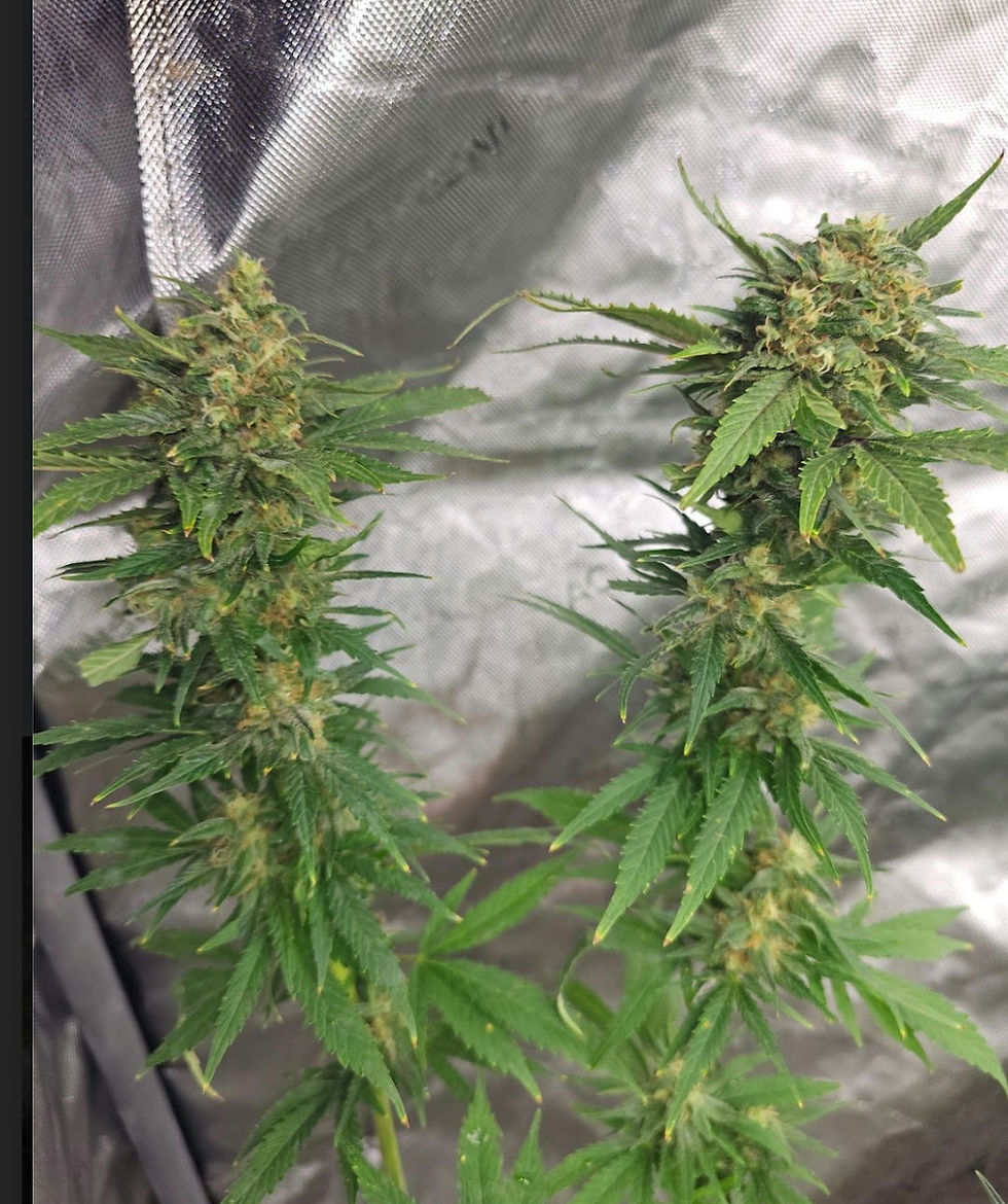 Roadkill Skunk V2 F2 15 regular seeds