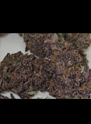 Chimera 3 x Forbidden Mac Tester Pack 5 Fems | Breeders Gear LLC