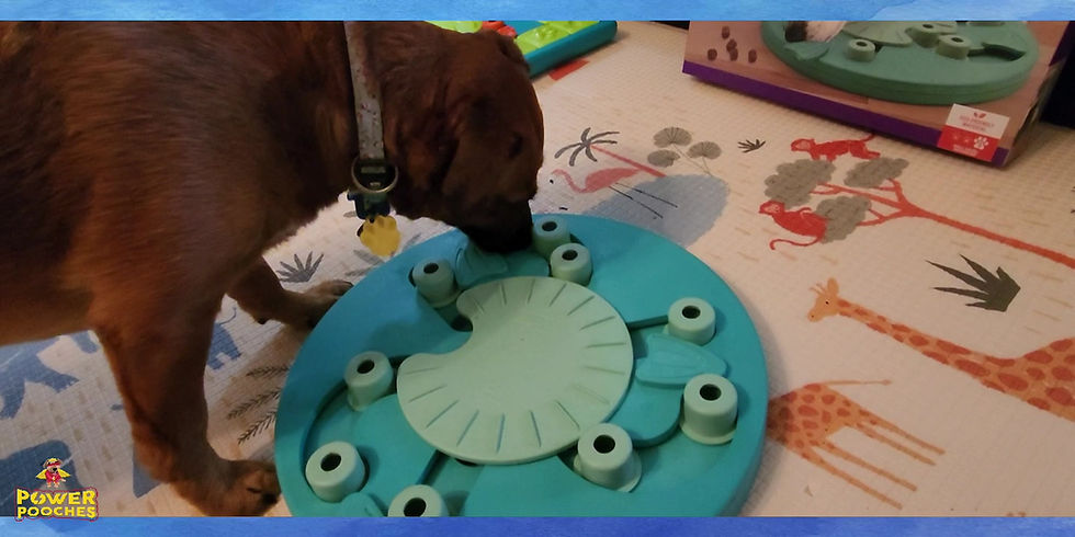 Thumbnail: Dog Worker (Level 3)