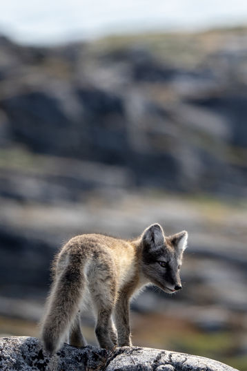 Ilulissat Greenland Photography Locations-31.jpg