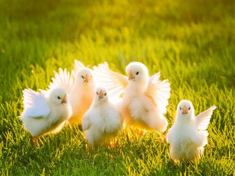 Des poussins un peu ivres essayent de s’envoler en battant des ailes dans le vide.