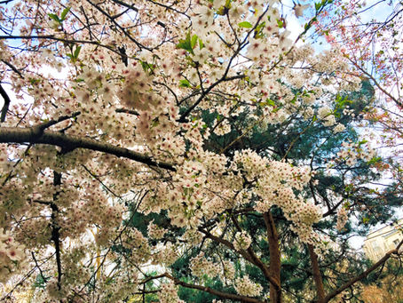 Nouvelle Lune Bélier du 17 avril 2026