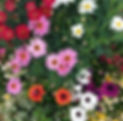 IMG_4337.jpeg