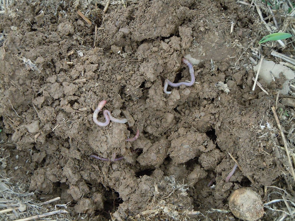 Earthworm count.jpeg