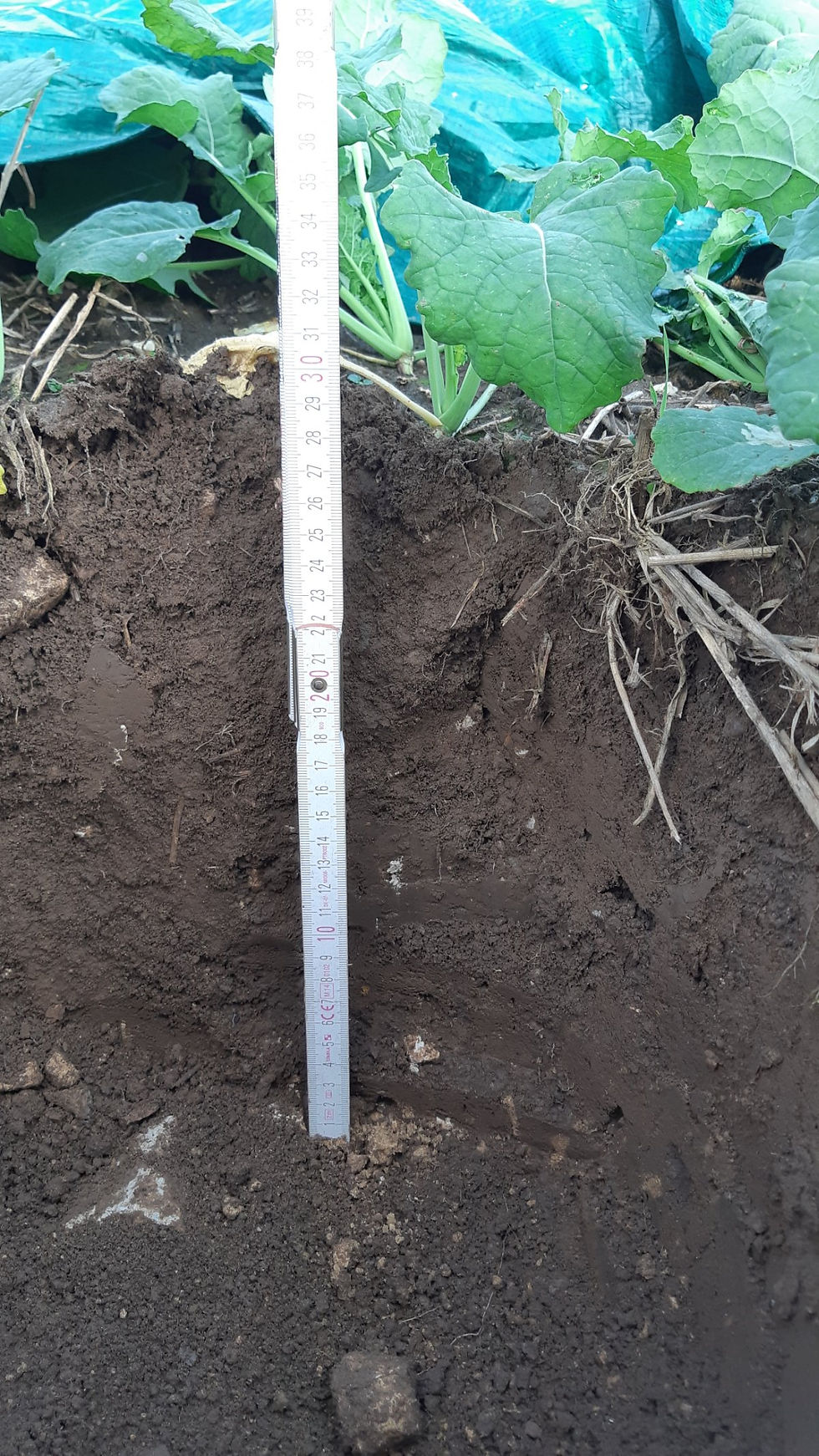 80% rooting depth.jpg
