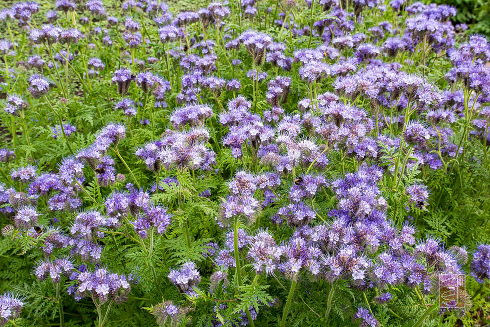 Phacelia.jpg