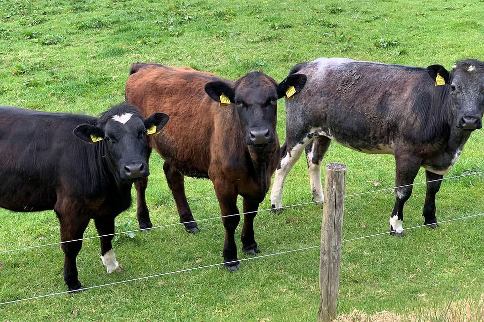 Low copper in cattle.jpg