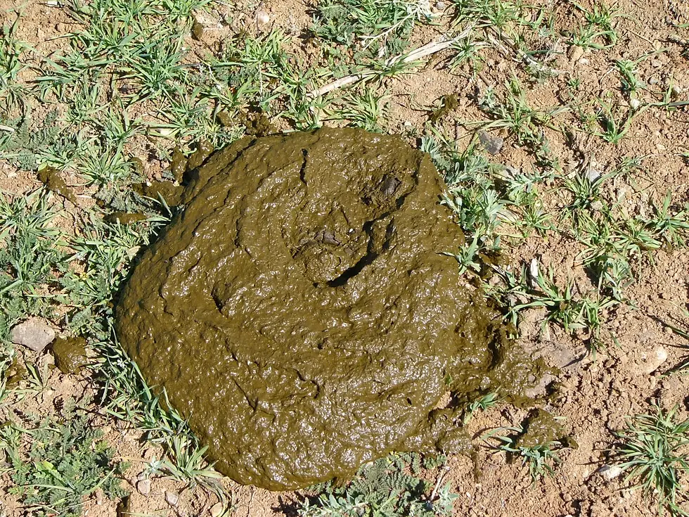 cow poop.jpg