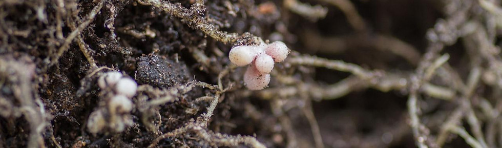nodules.jpg