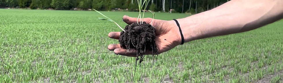 Rhizosheets.png