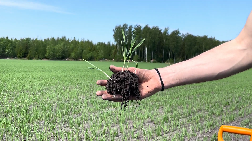 Rhizosheets.png