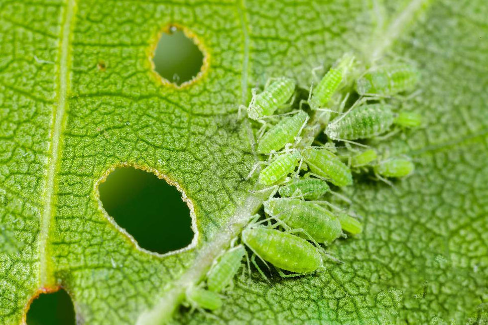aphids-eating-leaf.jpg