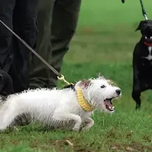 Jack-Russell-lunging-on-lead.webp