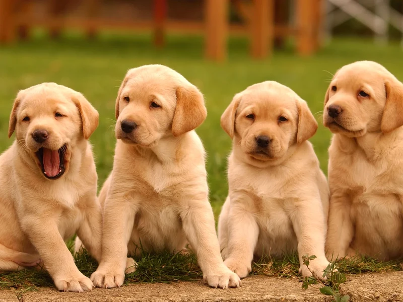 Choosing a puppy