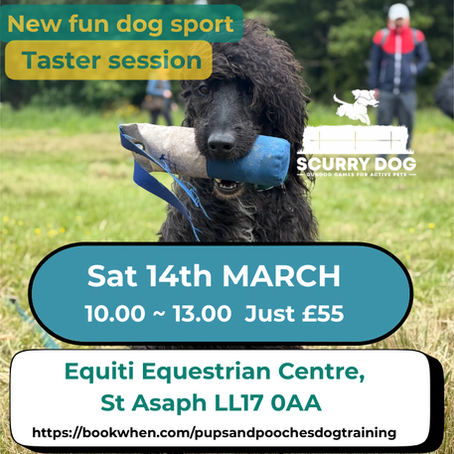Unleash the Fun with Scurry Dog: A New Gun Dog Skill Based Sport for Owners Of Active Pet Dogs.