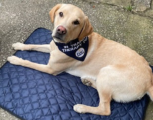 Dog in therapy dog uniform